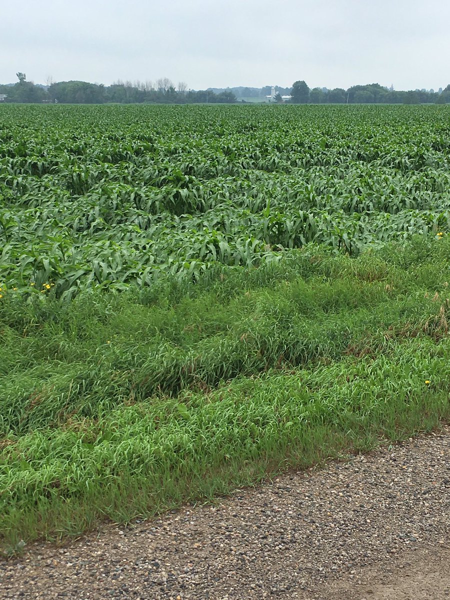 Patonfarms's tweet photo. Mother natureβs gunna fight us this whole season. Was my best lookin field of corn. #storm19 #stayoptimistic https://t.co/I43wRG8IT9