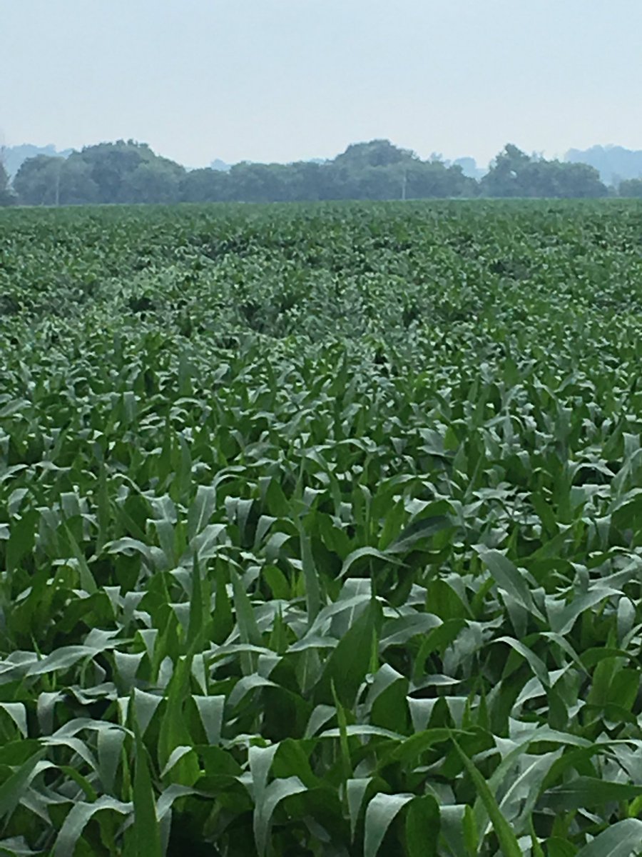 Patonfarms's tweet photo. Mother natureβs gunna fight us this whole season. Was my best lookin field of corn. #storm19 #stayoptimistic https://t.co/I43wRG8IT9