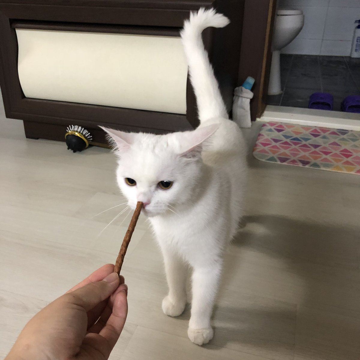 hongddobbang's tweet photo. 나도 고영이 있다,,,,,,, 후욱후욱
사실은 며칠 봐주기로한 고양이
하앙 넘 예쁘져 https://t.co/tQ9cMtsWTm