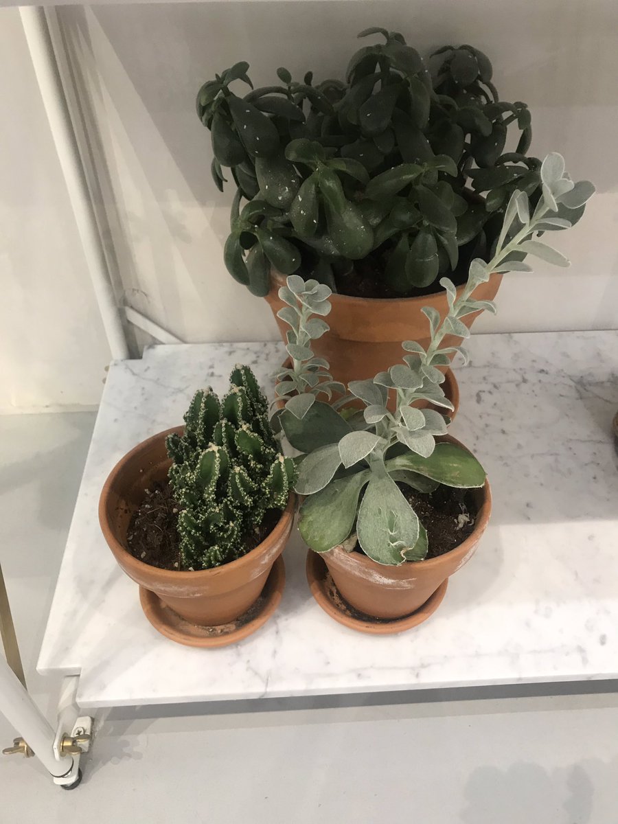 brownie982's tweet photo. This makes me really sad, shops using plants 🌱🌿💚 but not bothering to care and water them. Succulents don’t even need that much water! @andotherstories #westfieldstratfordcity you should be ashamed of yourselves... I told a member of staff &amp; she just struggled her shoulders 😔 https://t.co/Yue2BzA4pi
