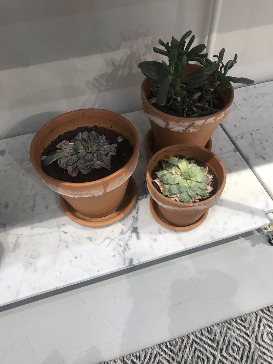 brownie982's tweet photo. This makes me really sad, shops using plants 🌱🌿💚 but not bothering to care and water them. Succulents don’t even need that much water! @andotherstories #westfieldstratfordcity you should be ashamed of yourselves... I told a member of staff &amp; she just struggled her shoulders 😔 https://t.co/Yue2BzA4pi
