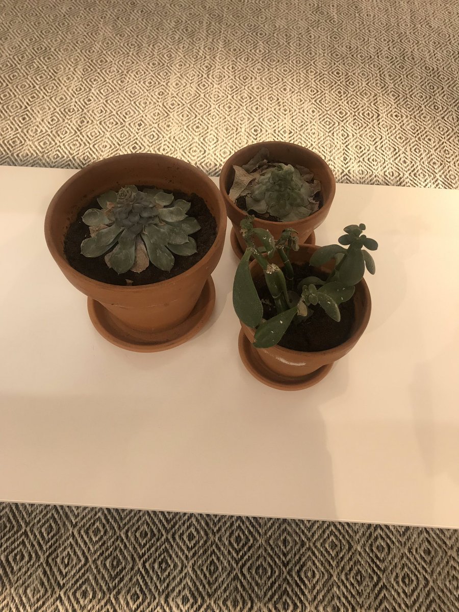 brownie982's tweet photo. This makes me really sad, shops using plants 🌱🌿💚 but not bothering to care and water them. Succulents don’t even need that much water! @andotherstories #westfieldstratfordcity you should be ashamed of yourselves... I told a member of staff &amp; she just struggled her shoulders 😔 https://t.co/Yue2BzA4pi