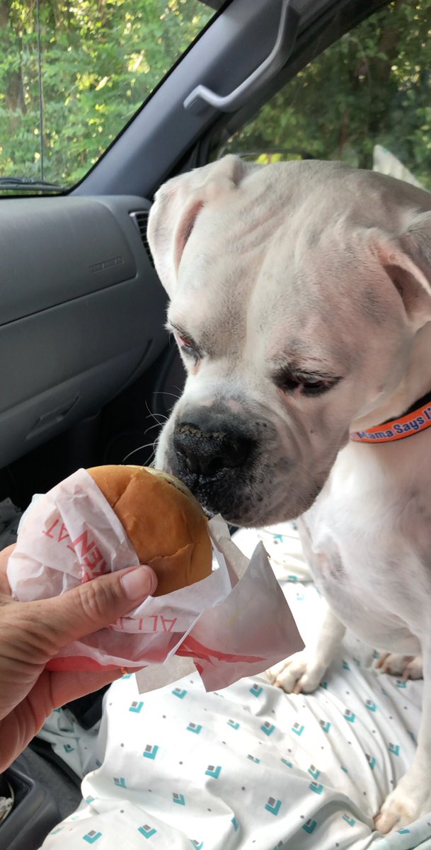 boxermom1416's tweet photo. Great Senior Vet Check Up deserves a cheeseburger.....don’t cha think!?!
#bromocrew #boxerlife #whiteboxer #boxernation #boxermom #seniorBoxer https://t.co/XHZxrudNr9