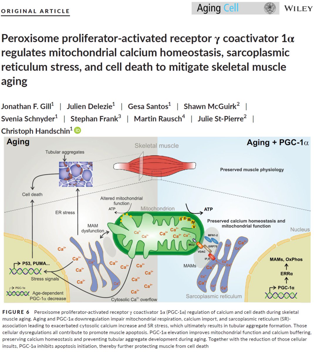 SatchinPanda's tweet photo. Activating #PGC1a in old age may retain #muscle function. A new paper from @c_handschin lab in @AgingCell
https://t.co/AwY1DraJU3 https://t.co/xvtxHcsIib