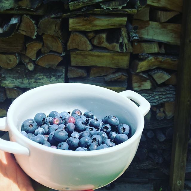 JodyDahlseid's tweet photo. Fresh picked! What is your favorite reading snack?
#usbornejody #happiness #motivation #goals #positivethinking #wahmlife #directsales #smallbiz #slaytheday #solopreneur #yougotthis #wisdom #dowhatyoulove #buildyourtribe #inspire #empowerwomen #makeith… https://t.co/MnKK7TMi38 https://t.co/7zILf4rxvn