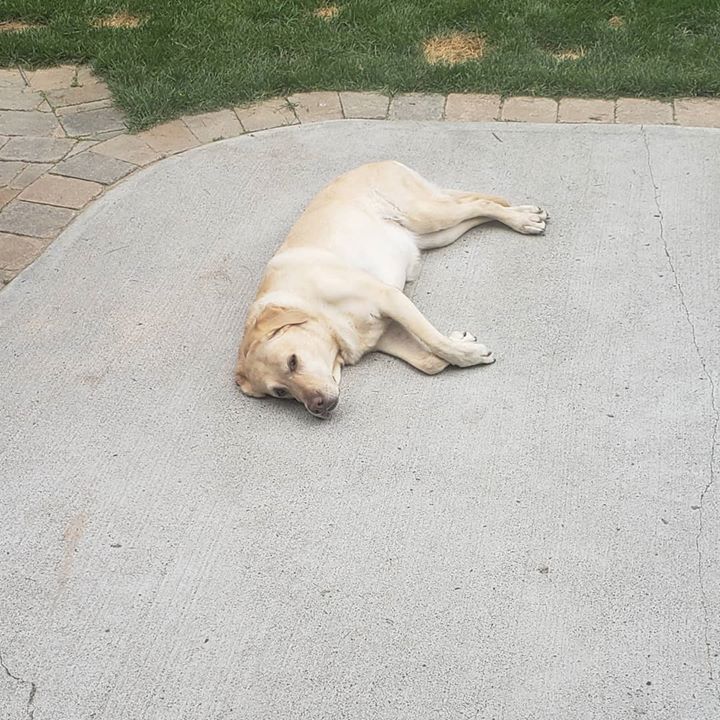 DefinePlanet's tweet photo. 🐾 Yup, my fav thing to do on Saturdays! #dogs
It's going to be hot today, make sure you keep your dogs and cats hydrated and safe! 
🐾
#hemp #doglovers #mansbestfriend #puppy #dog #dogs #dogsdaily #doglove #inspiredbypets #pet # family #longwalks #pickuppoo #greenearth #dogof… https://t.co/w6ZYafPOHm