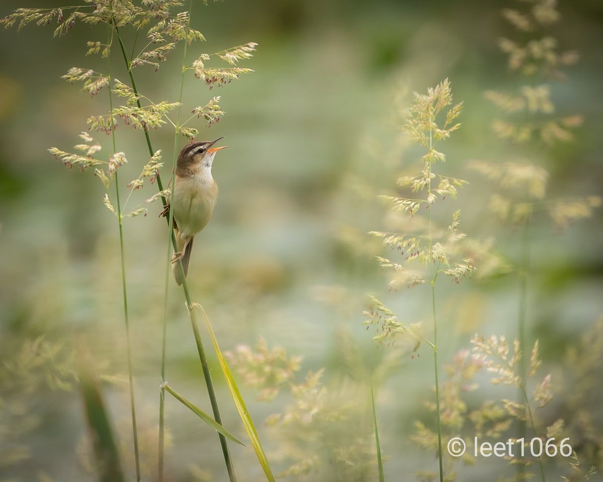 leet1066's tweet photo. Reed Warbler.
@UlsterWildlife @WildlifeTrusts @Natures_Voice @RSPBNI @BBCSpringwatch #reedwarbler #broadwater #aghalee #BBCWildlifePOTD #nature #ukwildlife #irishwildlife #birds https://t.co/8qNB8VpumV