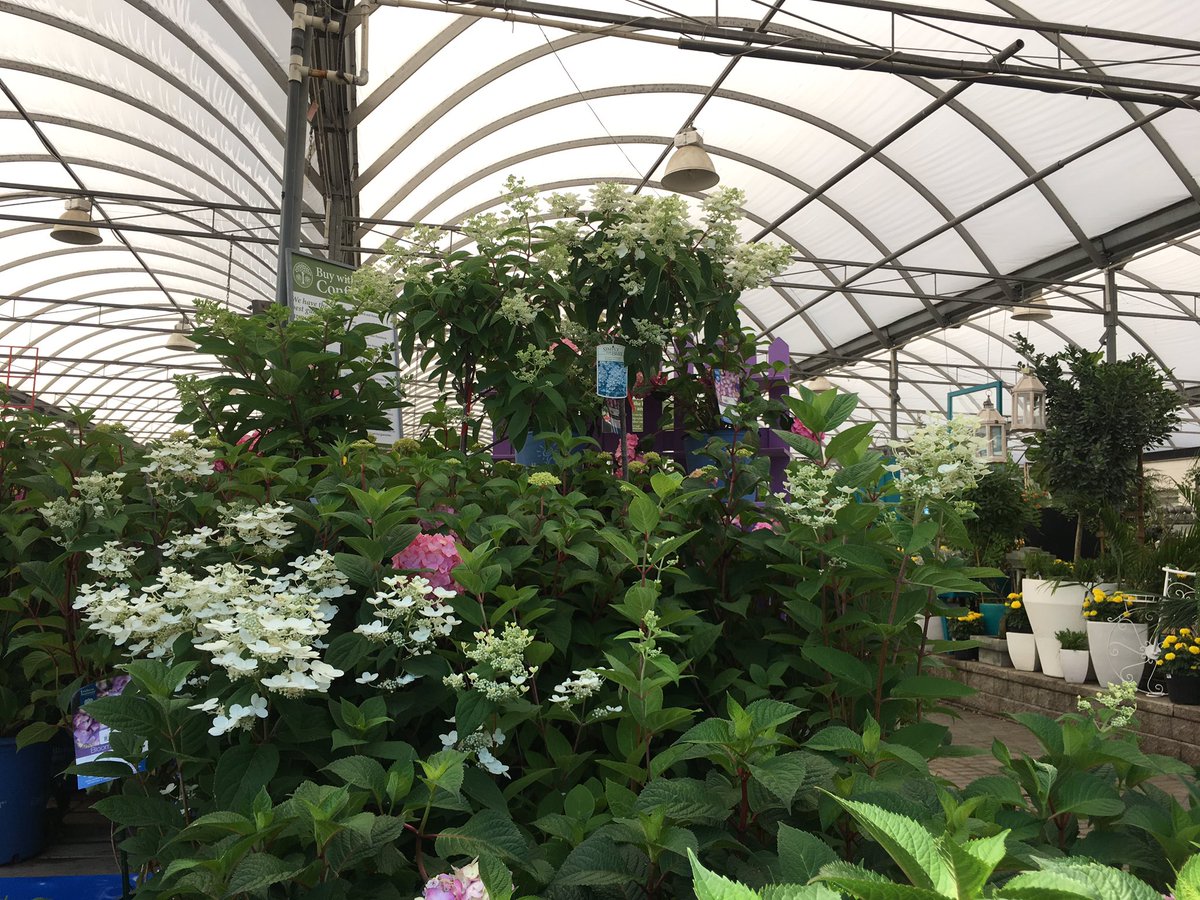 SheridNurseries's tweet image. Enjoying the #heatwave in #Mississauga today! 🌞 

Come visit our #lifeinfullbloom hydrangea festival! 

PS: all nursery stock is 30% off - including hydrangeas! 💙