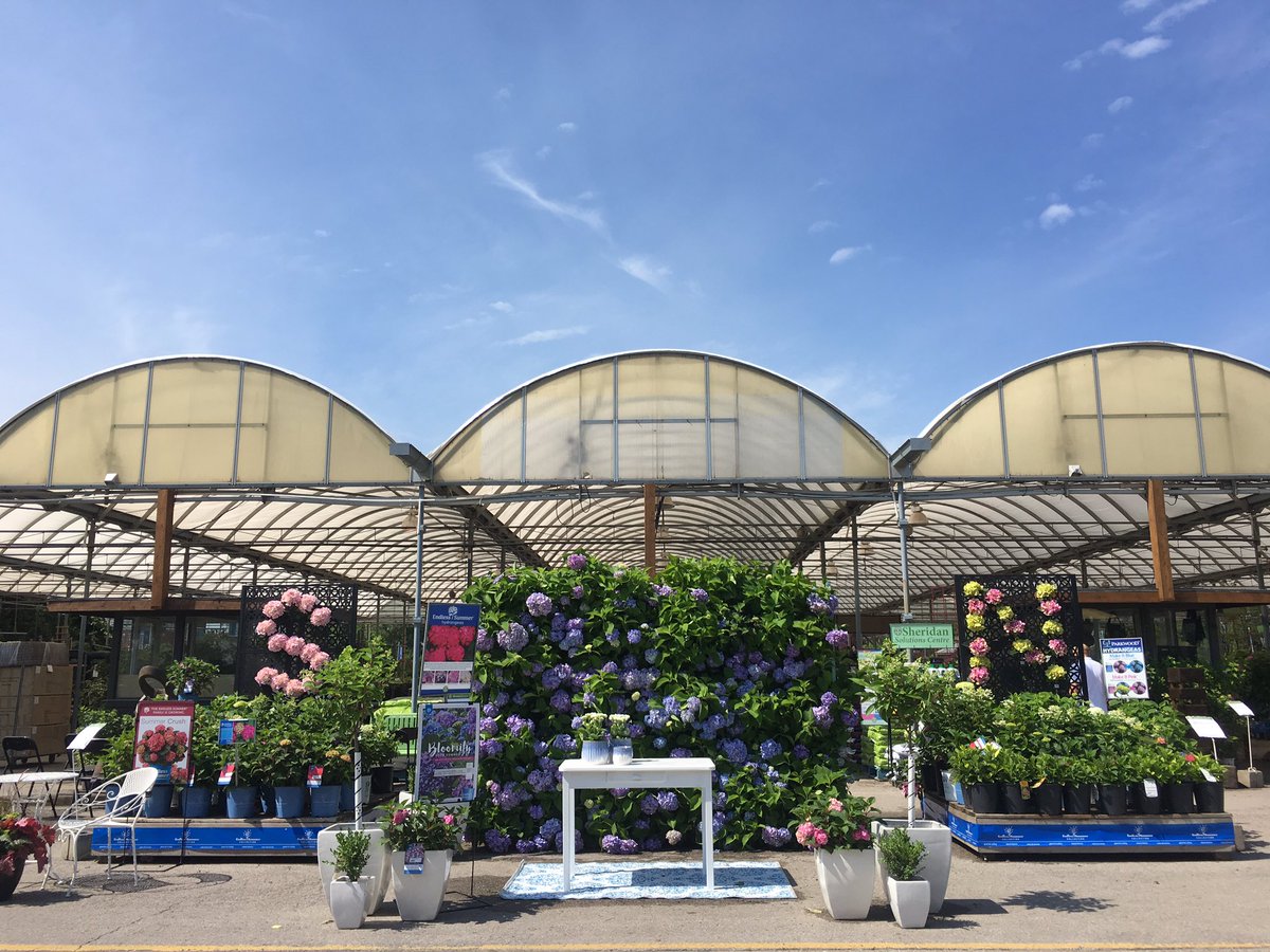 SheridNurseries's tweet image. Enjoying the #heatwave in #Mississauga today! 🌞 

Come visit our #lifeinfullbloom hydrangea festival! 

PS: all nursery stock is 30% off - including hydrangeas! 💙