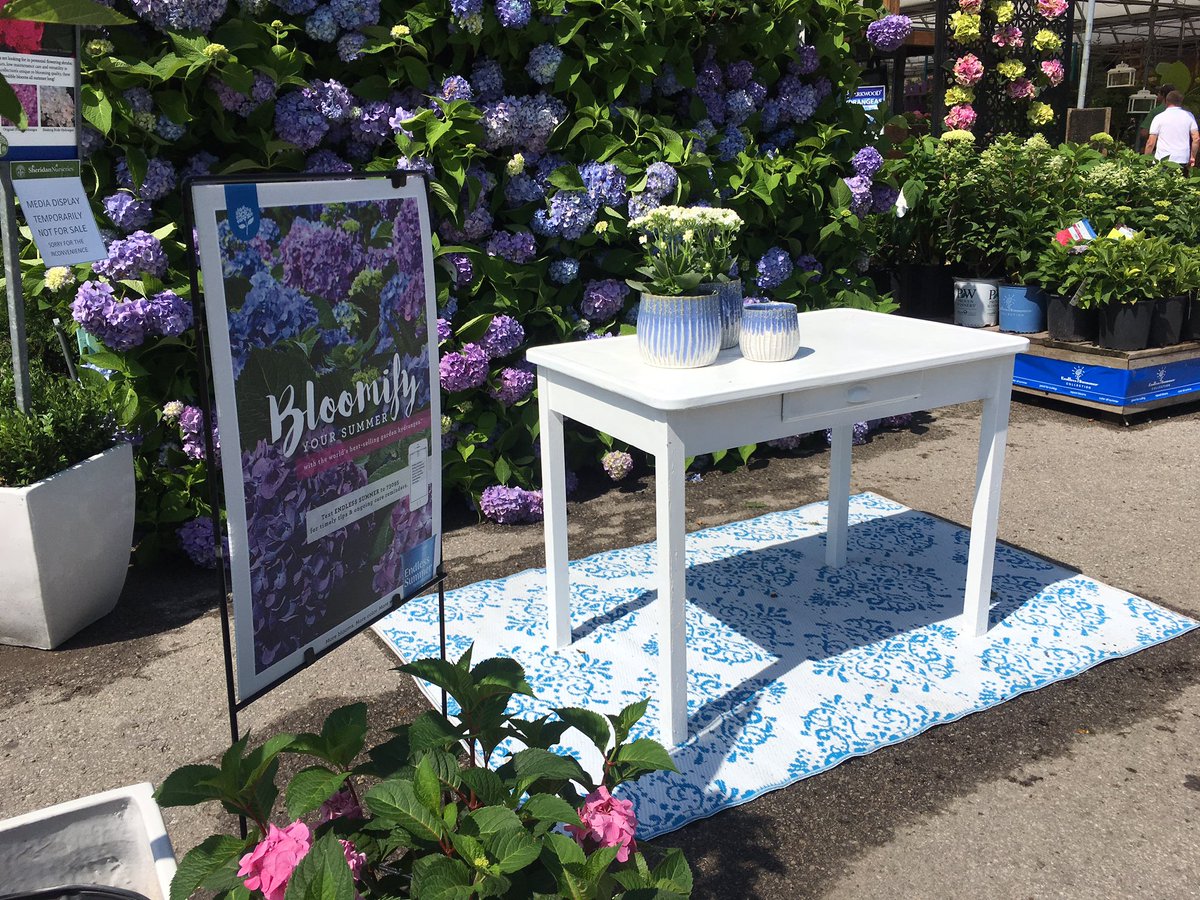 SheridNurseries's tweet image. Enjoying the #heatwave in #Mississauga today! 🌞 

Come visit our #lifeinfullbloom hydrangea festival! 

PS: all nursery stock is 30% off - including hydrangeas! 💙