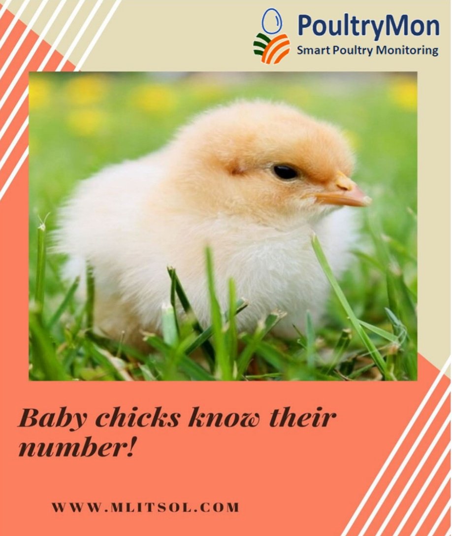MonPoultry's tweet photo. Chickens can distinguish among more than 100 faces of members of their species – who knew that their memories rival those of elephants?

#facts
#poultrymon 
#smartpoultrymonitoring 
#revolutionizingpoultryprocess 
#layermonitoring
#IoTpoultry 
#wirelesspoultrymonitoring https://t.co/Po3b7GJe6q