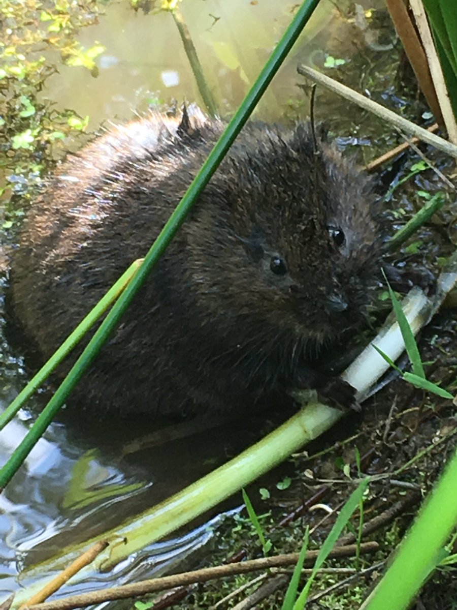 WildlifeCp's tweet photo. Here at #pulboroughbrooks and we sat and watched this little guy for about 45 minutes!
#rspb @Natures_Voice #watervole #birding #explore #topbirds #pulborogh #nature #outdoors #photos #photography #NationalGeographic #water #getoutdoors #stunning #mammals https://t.co/88kDXWafUT