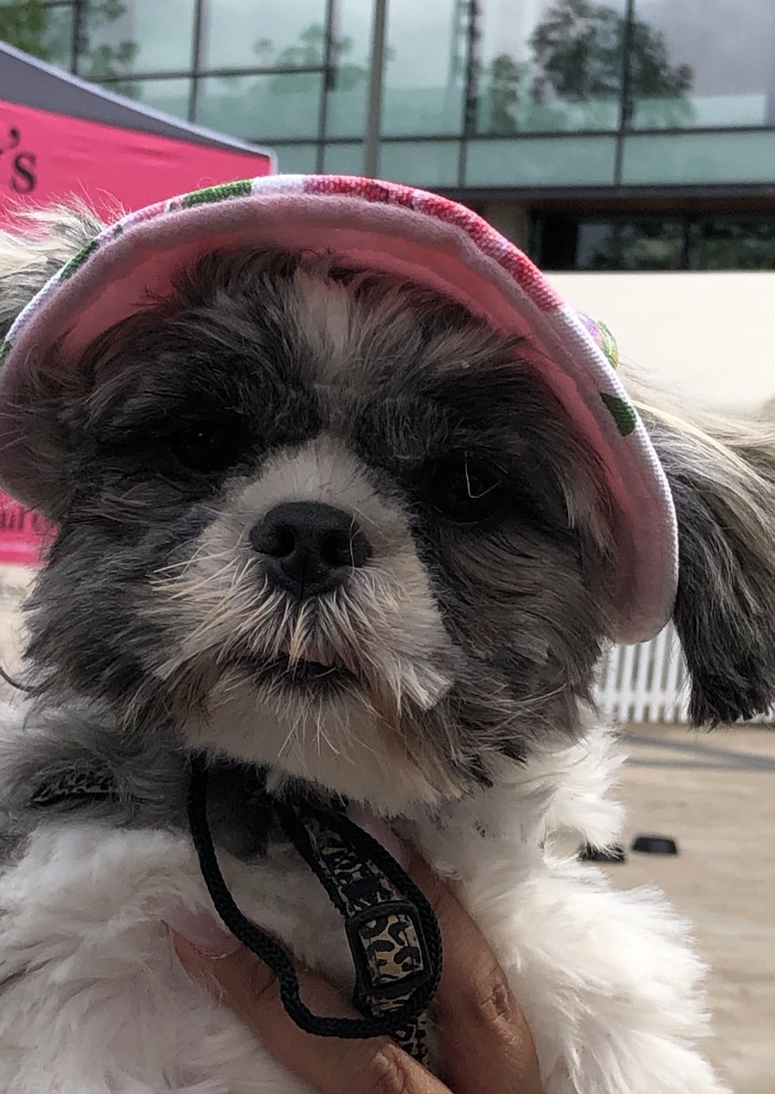PawesomePetProd's tweet photo. Super cute at #fps19 https://t.co/xGTHX5dcTk
