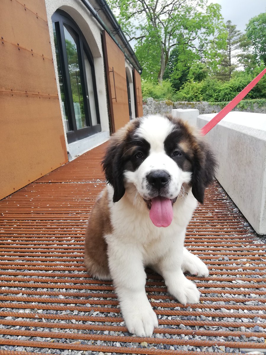 LOFARIreland's tweet photo. #DogsofILOFAR is back! Meet Bob, a 3 month old St Bernard who visited our Education Centre today #spacedog #apawllo https://t.co/krrXsfKWPj