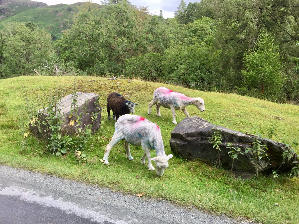 ArchieDog4's tweet photo. Mum mum HELP, tell it to stop looking at me! Itโs scaring me.... I canโt see you lalalalala #sheep #sheepdog #notasheepdog #elterwater #lakedistrict #dogwalk #bordercollie ๐๐ถ๐พ https://t.co/0vVtsYrOpg