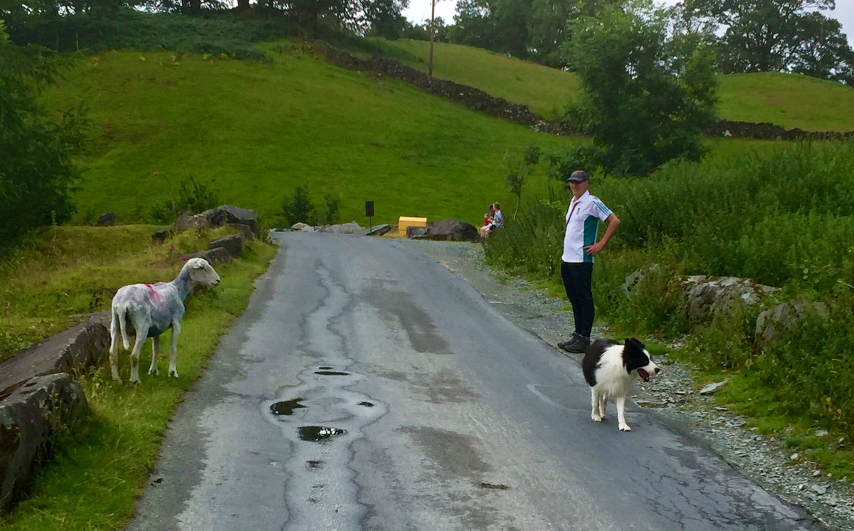 ArchieDog4's tweet photo. Mum mum HELP, tell it to stop looking at me! Itโs scaring me.... I canโt see you lalalalala #sheep #sheepdog #notasheepdog #elterwater #lakedistrict #dogwalk #bordercollie ๐๐ถ๐พ https://t.co/0vVtsYrOpg