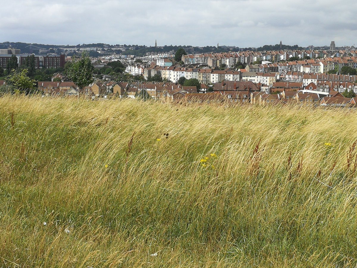 IanBarrettSW's tweet photo. Incredible views from #NorthernSlopes and an abundance of insects at #HawkfieldMeadows - find out what @avonwt is doing to protect these amazing #Bristol habitats and get involved at https://t.co/GXbRw8gfGv #WilderFuture https://t.co/pTmV42g4dP