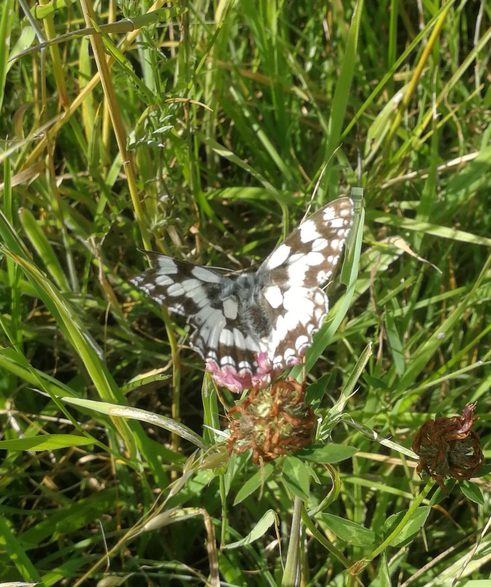 IanBarrettSW's tweet photo. Incredible views from #NorthernSlopes and an abundance of insects at #HawkfieldMeadows - find out what @avonwt is doing to protect these amazing #Bristol habitats and get involved at https://t.co/GXbRw8gfGv #WilderFuture https://t.co/pTmV42g4dP