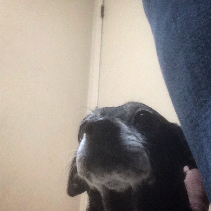 Good test results (no tumors!), feeling much better, great #seniorpupsaturday.