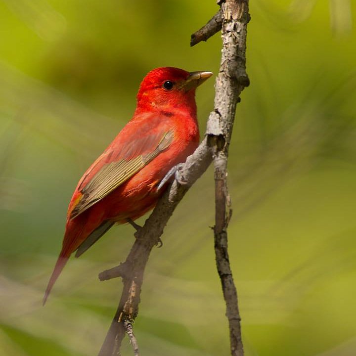 Roche1Mark's tweet photo. Another beautiful bird 😍😍 #wildlifephotography #wildlife_shots #wildlife_captures #wildlife #bird_captures #birdlife #birds #bird_lovers #birdwatching #birdwatching #birdphotography #birds🐦 #animals_shots_ #animalshots #animals #animalslove https://t.co/chl6dj2WUY