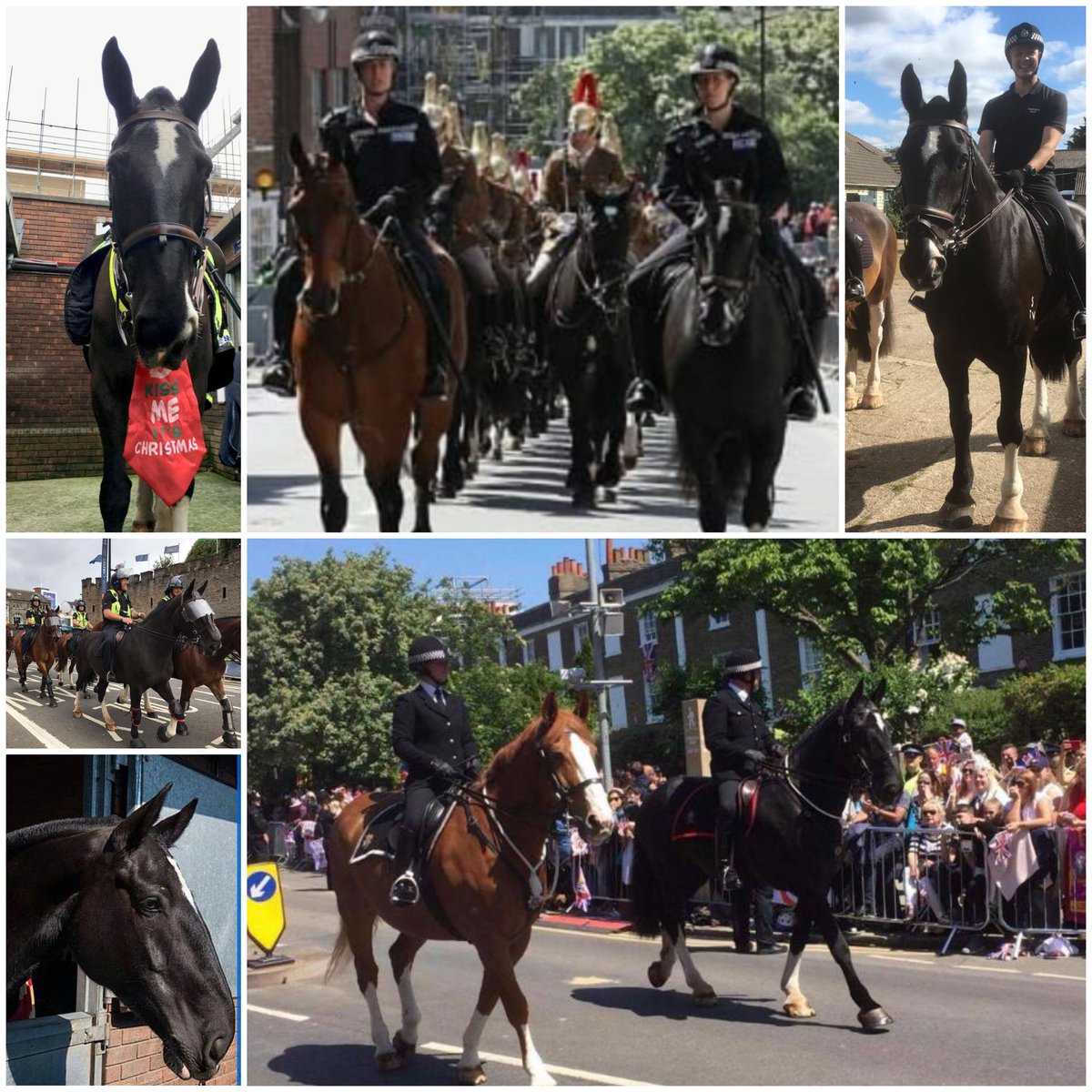 TVP_horses's tweet photo. Today we said a sad 😪 but fond farewell to our beautiful boy Thor as he headed off to his well deserved retirement home. He has been a brilliant Police horse for the last 9 years with us. We will all miss him so much! 🐴 P1686 #ThankyouforyourserviceThor https://t.co/sxpDEfhksk