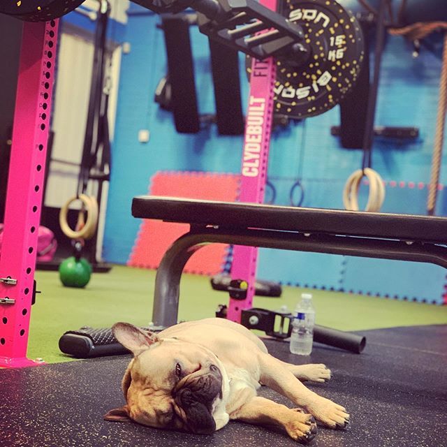 Reactive Training Gym tweet media