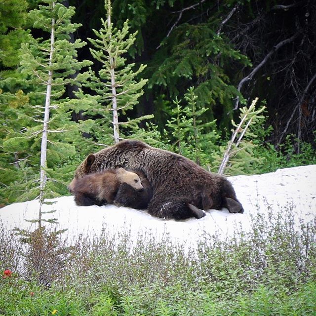ehoffman73's tweet photo. Grizzly mom and cubs napping on last remaining snow patch. 
#banff #lakelouise #banffnationalpark #canada #canadianrockies #grizzlybear #nap #mountainlife https://t.co/7weGX4xfYF https://t.co/nAaYURdu8q