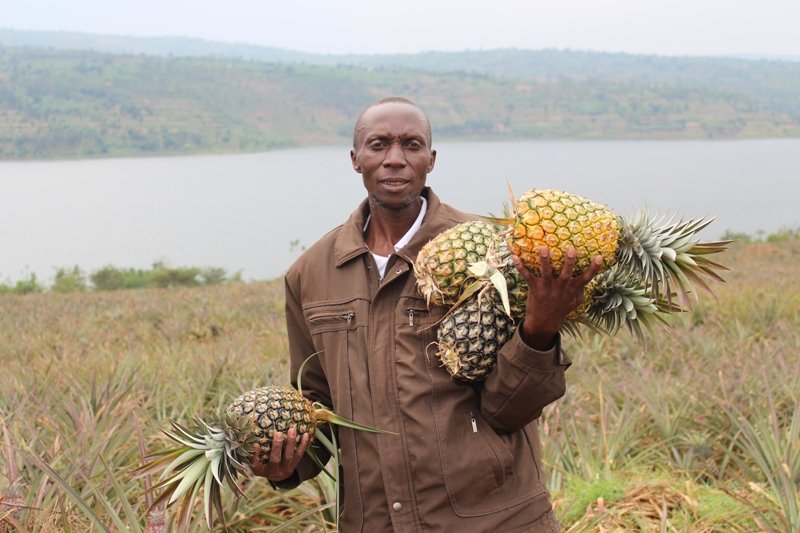 Imvaho_Nshya's tweet photo. Abahinzi b’inanasi bazihinga ku buso buri ku butaka buhuje bwa hegitari zisaga 1,300 mu Murenge wa Mugesera mu Karere ka @NgomaDistrict bishimiye kuba bari kubakirwa amakusanyirizo yazo atatu https://t.co/ke2Lj7HVlY #Rwanda Yanditswe na @nmanishimwe https://t.co/lLIeLobpas