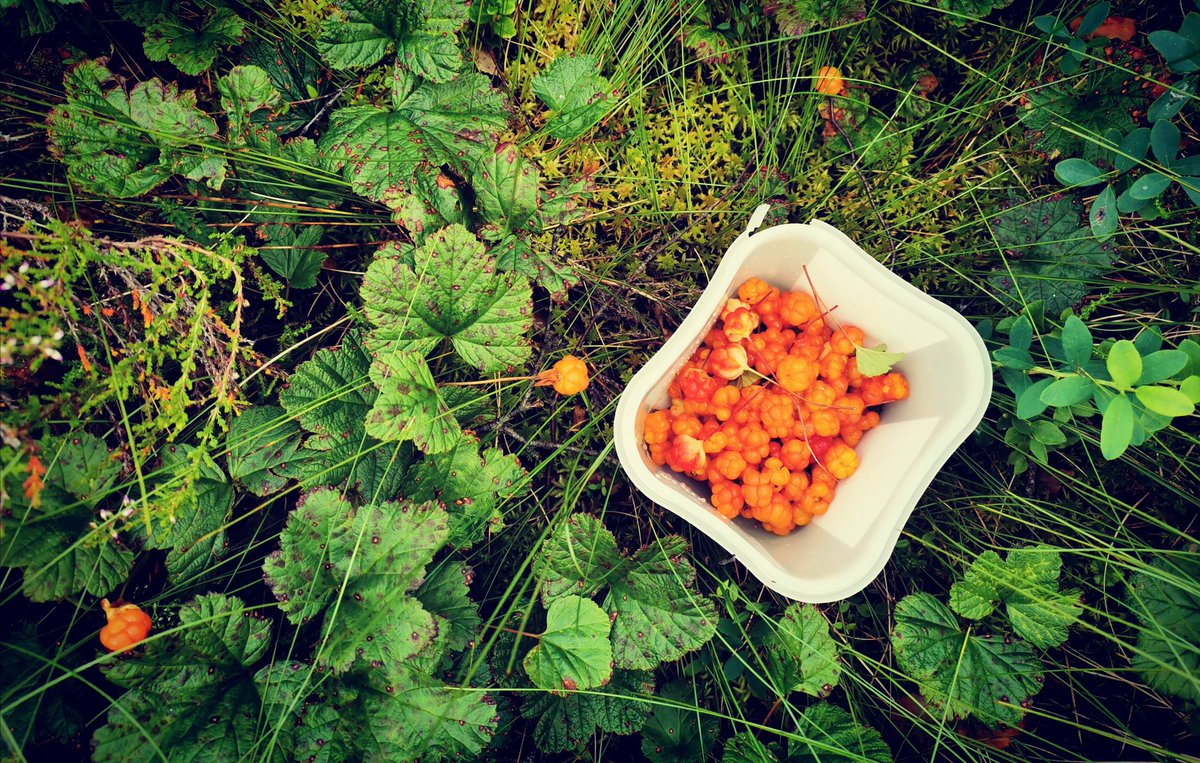 elusive_moose's tweet image. Today we&apos;ve been picking #cloudberries (#multer in Norwegian) 😋 Have you tried them yet? #Scandinavia #Norway #foraging #seasonal  #wildberries @visitnorway