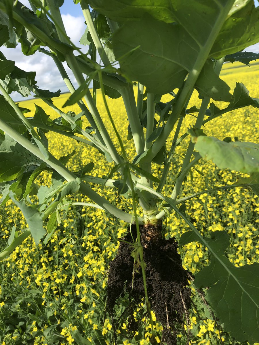 JasonPi33899008's tweet photo. Canola is finally coming around but I think we can hold off on the rain for a few days now #humic #TK10 #XRN #Defendermaxx #SaskAg https://t.co/kGzd1crb3E