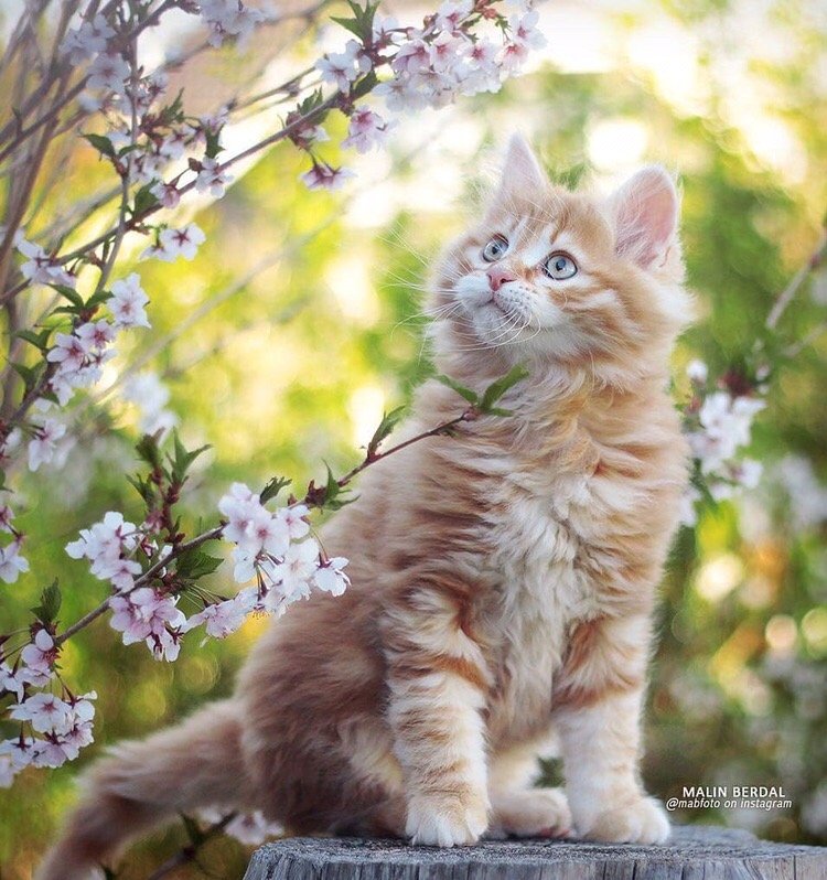 Картинки с добрым утром весенние с котами. Красивые котики. Весенние котята. Чудесные котики.