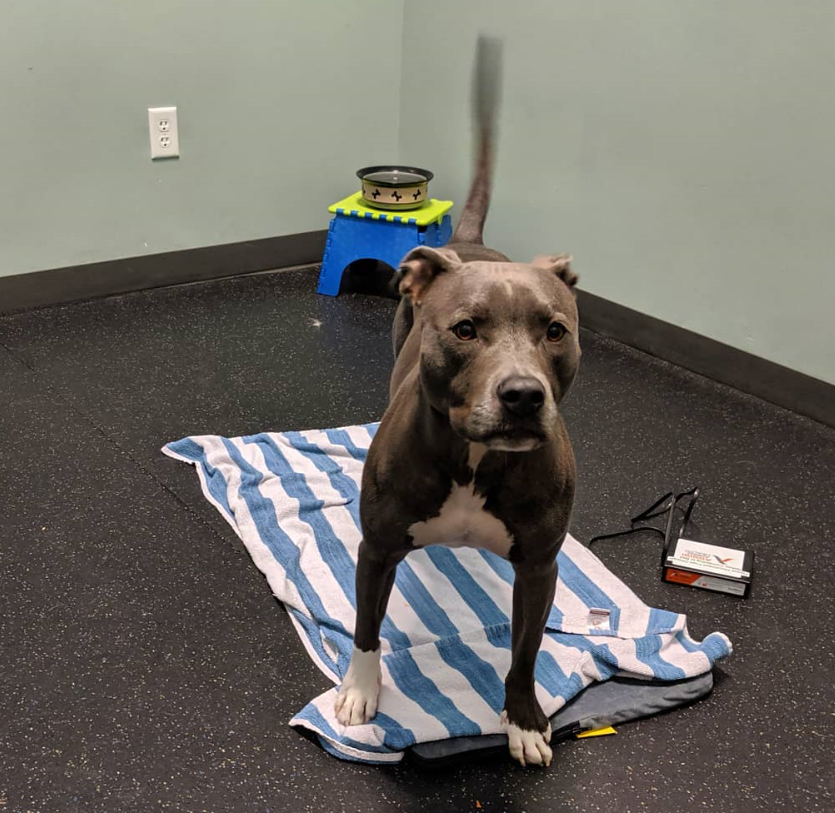AssisiLoop's tweet photo. "A wee bit excited to be at physical therapy! About to lay on the #assisilooplounge for some targeted pulsed electromagnetic field technology and laser treatments!" --@fionathebluepittie https://t.co/HLlylox0AU