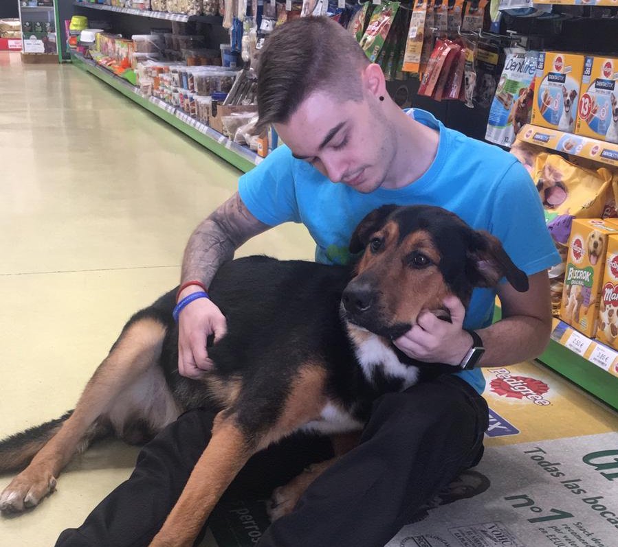 Petuluku's tweet photo. Esta mañana hemos tenido una visita sorpresa, esta preciosidad ha aparecido solo 😥 en nuestra tienda de #PETuluku Fuenlabrada.
Seguro que su familia le está buscando, ¿Nos ayudas a encontrarla con un RT? 🙏
Si conocéis a su familia escribirnos por MD 😉 https://t.co/VkyIEEkOK4