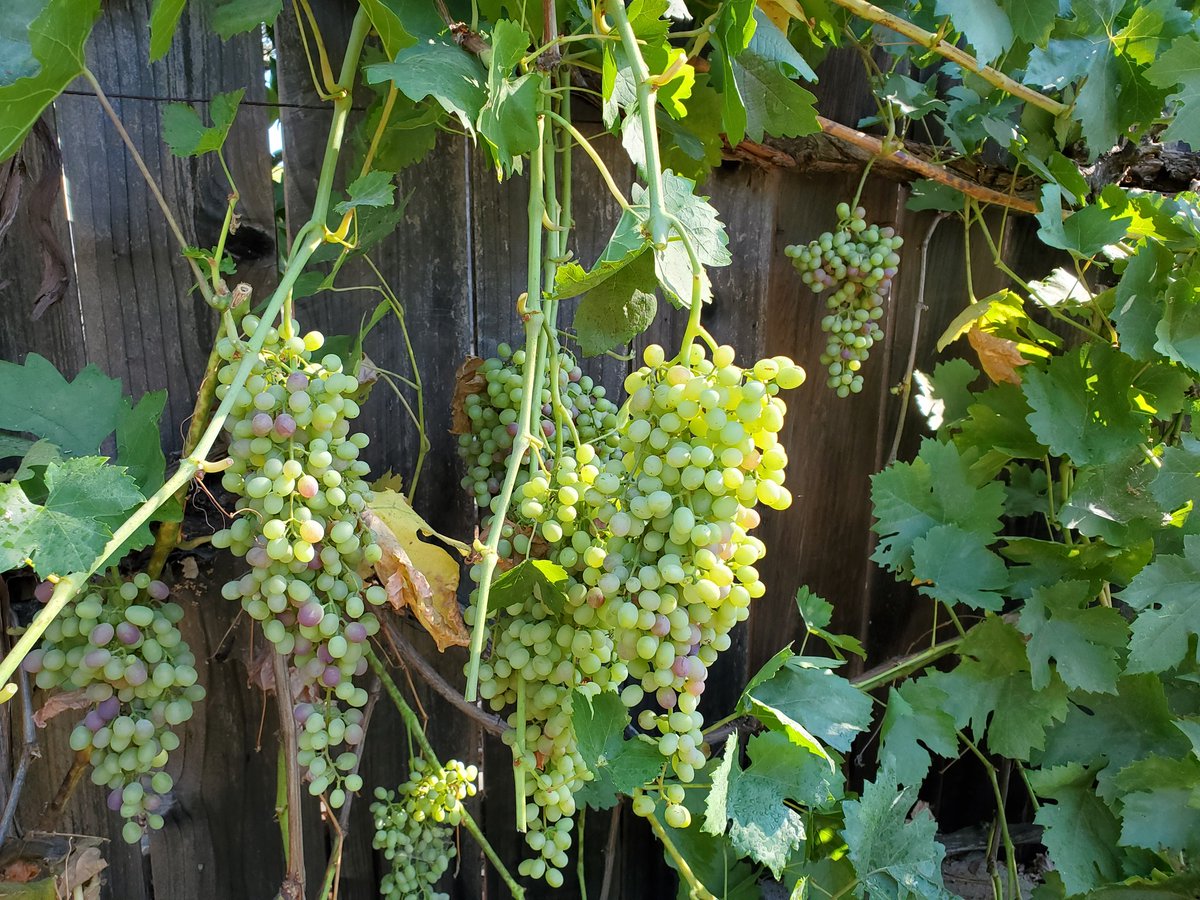 The grapes are coming along nicely #LeonattiFarms