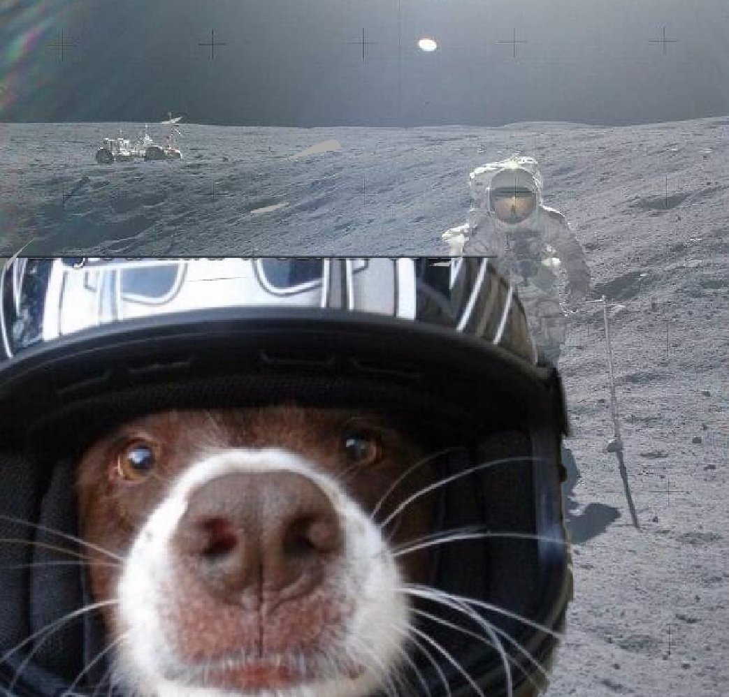 RAFpolicedog's tweet photo. @ConstableChaos What cat? https://t.co/bSkAUzCkNf