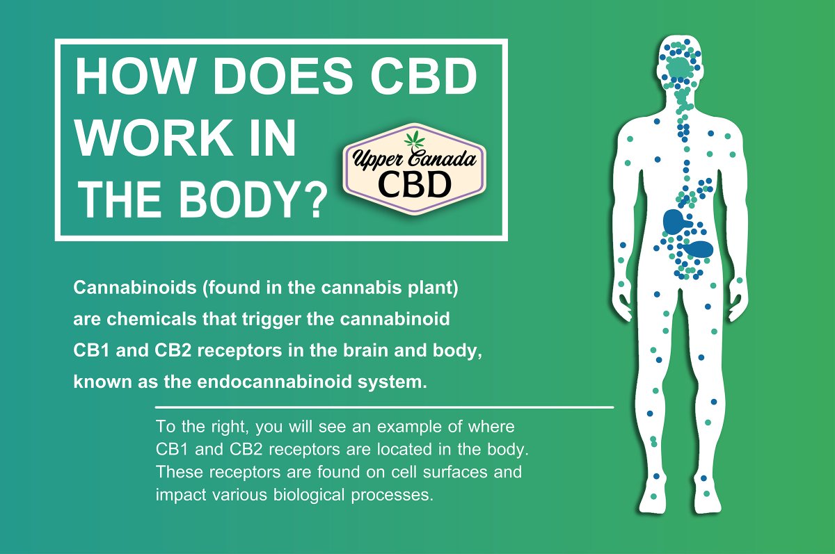 UpperCanadaCBD's tweet photo. How Does CBD Work in the Body?
Ingesting hemp oil in liquid form is one of the fastest and most effective ways to get CBD into the body. Shop now: https://t.co/DL9wYOICur
.
.
#CBDoil #CBDoilTinctures #FullSpectrumCBD #NaturalFlavours #ShopOnline #ShopNow #UpperCanadaCBD https://t.co/iiZsjgGYM8