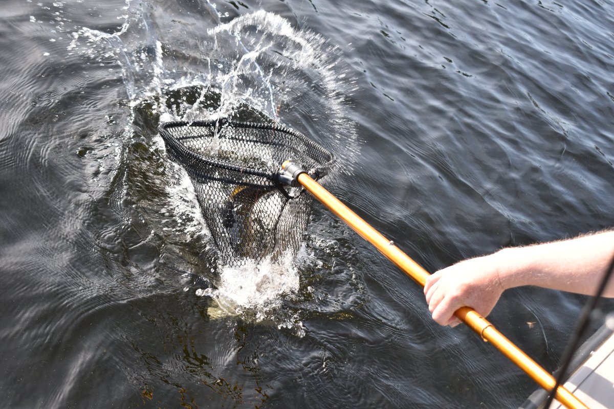 StevenNorrisAnd's tweet photo. Walleye into the net. @VoyageursNPS @VoyageursNPA #Kabetogama #Fishing #Minnesota https://t.co/vhCMIc3a53