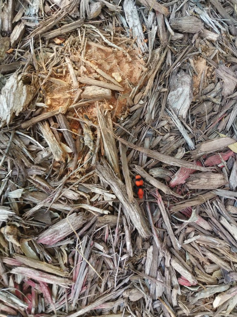 brewmastererock's tweet photo. Crazy red monster bug. This counts as earth right? #dwellingsofeldervale https://t.co/YF1Mh9TWU0