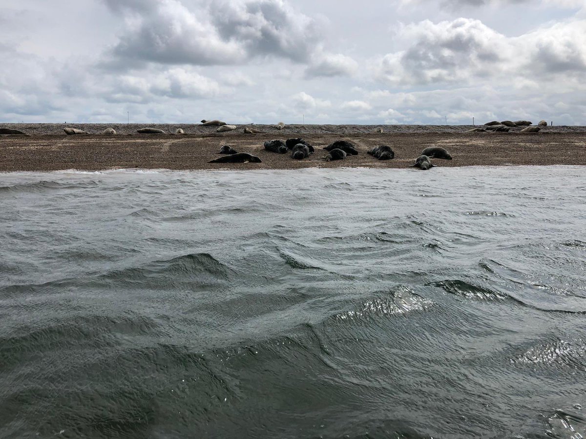 uea_iss's tweet photo. Our Undergraduate International Summer School students are enjoying their social trip to the Great British Seaside! Including seal boat trip to Blakeney Point, fish and chips at Cromer and crabbing from the pier! @uniofeastanglia #ueaiss2019 #norfolkcoast #morstonquay #beansboats https://t.co/cuV0u11Lmd