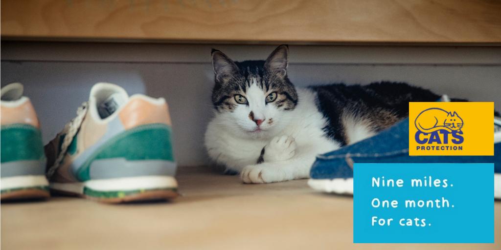 CPCatChampions's tweet photo. Love going for an afternoon stroll? Why not raise money for our feline friends while you do it?! This September, take on the nine-mile trek and spread it out over all 30 days if you wish. Register now at https://t.co/dW7Mg5EQis https://t.co/DBUoYJK7BZ
