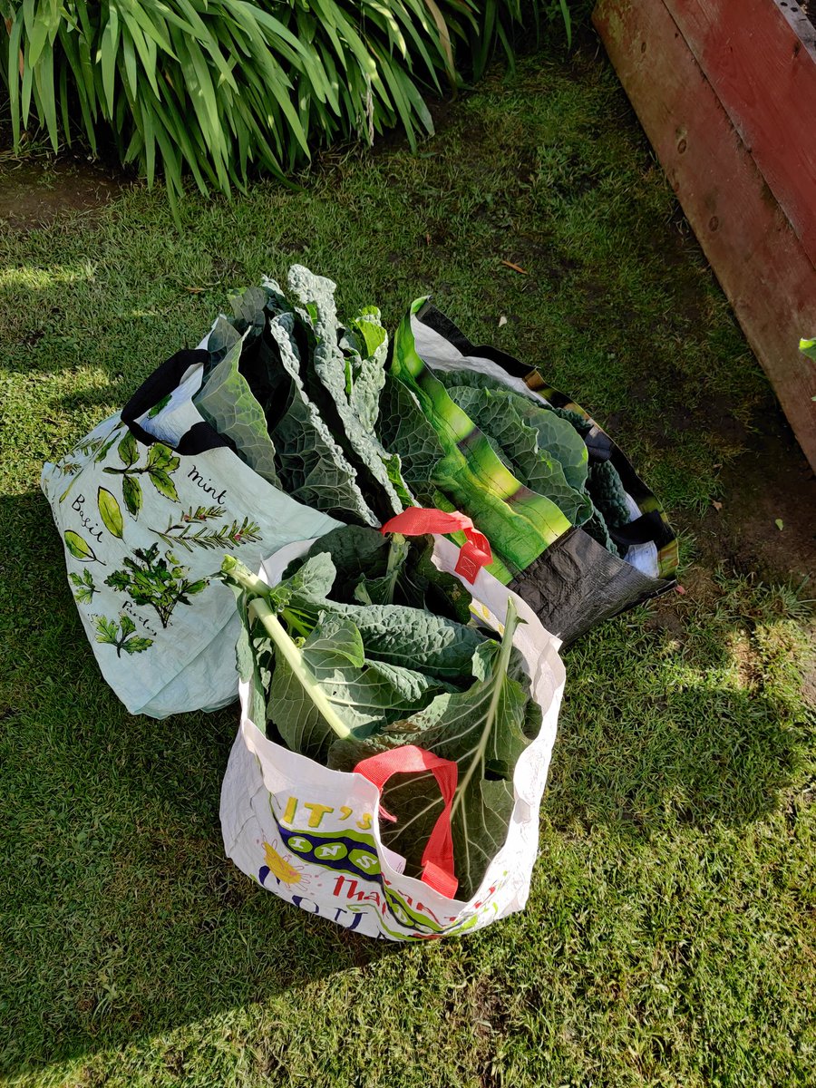 its_greenemma's tweet photo. 3 big bags of cabbage to take with me to @LoveEarthFest tomorrow 🌍💚

Come and grab as much as you want for free 😊 Home grown, 100% chemical free https://t.co/sSs4M0sF3M