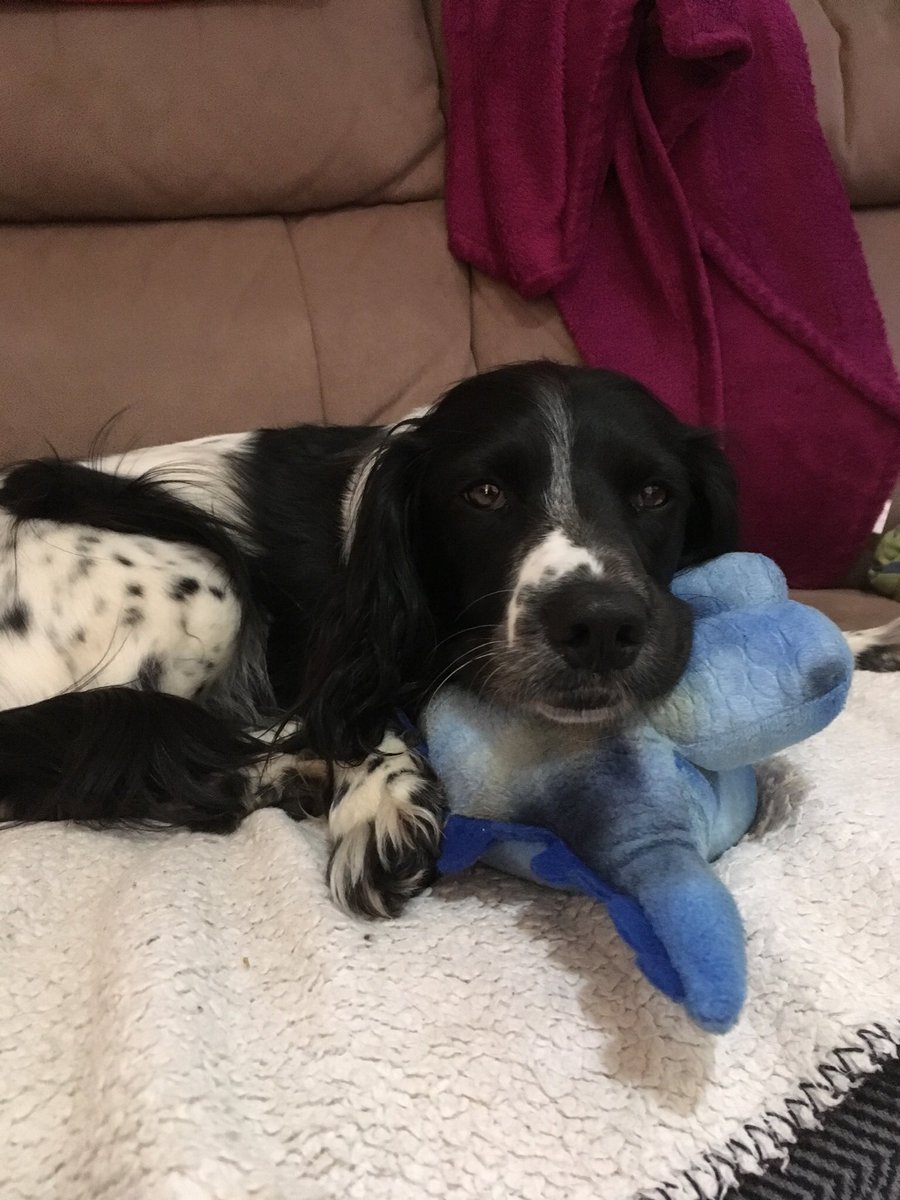 WillowUrban's tweet photo. #PhotoChallengeJuly19 Day 20: Moon...I luvs my blue dinosaur to the moon and back. Him is squeaker and gib me de Zoomies! SO exciting! #Zoomies https://t.co/It2nd7HDBR
