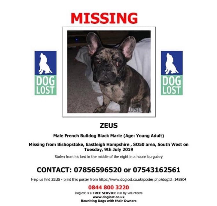 for_myers's tweet photo. Zeus is still not home :( someone out there knows where he is... His family are heartbroken please retweet and help get Zeus story in the media. #BringZeusHome #MissingFrenchie #Stolen #Missingdog https://t.co/IPvmTiKb8e