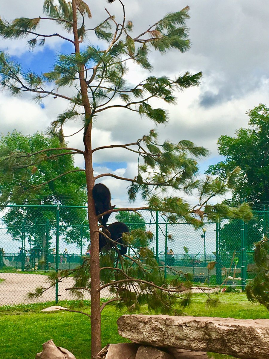 AltTravelBlog's tweet image. Bears and bears and bears, oh my! Enjoyed our afternoon @bearcountryusa and seeing the unBEARably cute cubs! #50states 🐻