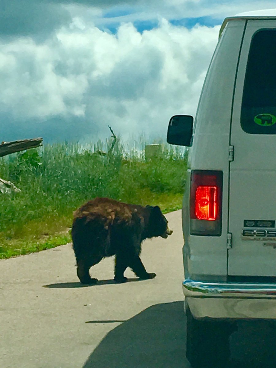 AltTravelBlog's tweet image. Bears and bears and bears, oh my! Enjoyed our afternoon @bearcountryusa and seeing the unBEARably cute cubs! #50states 🐻