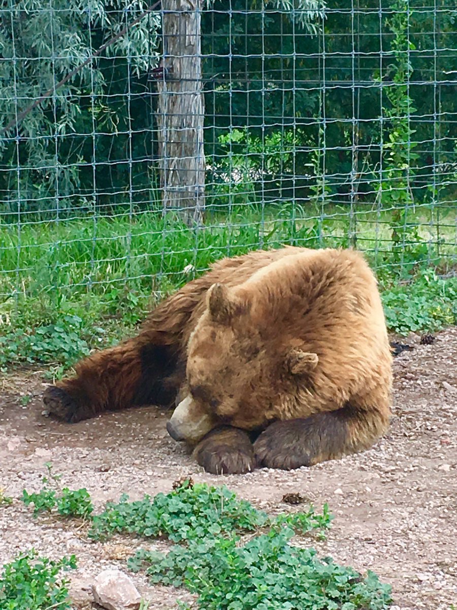 AltTravelBlog's tweet image. Bears and bears and bears, oh my! Enjoyed our afternoon @bearcountryusa and seeing the unBEARably cute cubs! #50states 🐻