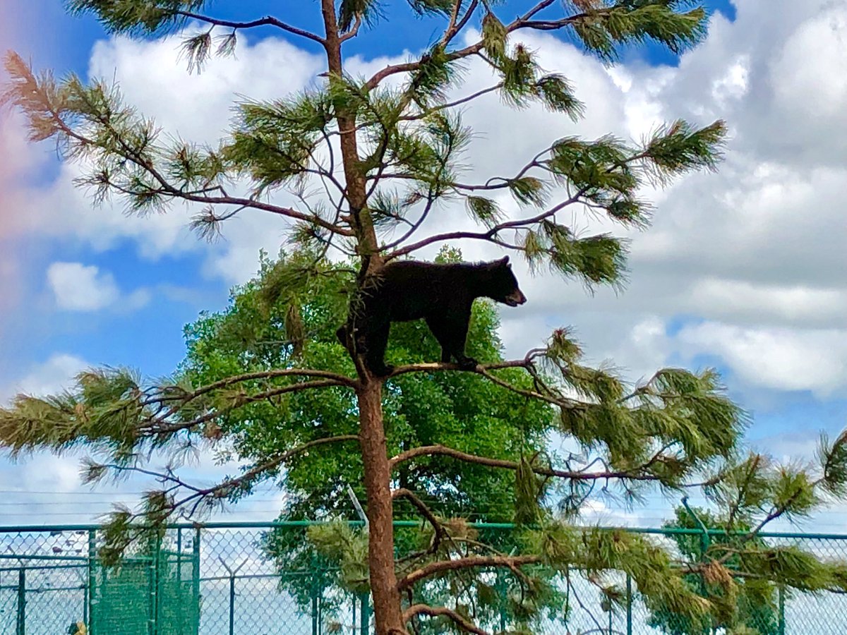 AltTravelBlog's tweet image. Bears and bears and bears, oh my! Enjoyed our afternoon @bearcountryusa and seeing the unBEARably cute cubs! #50states 🐻
