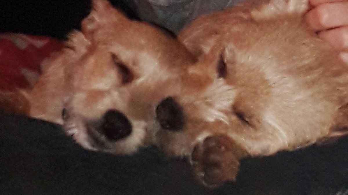 I may be slightly biased bit how cute are my floofy twins...#bonnie #yorki #meiko