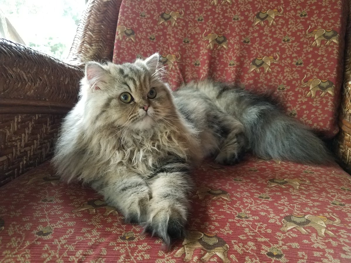 Realtor_YRSTRU's tweet photo. Happy Caturday! From our Lady Holly!! https://t.co/Bgs6DuJdeY