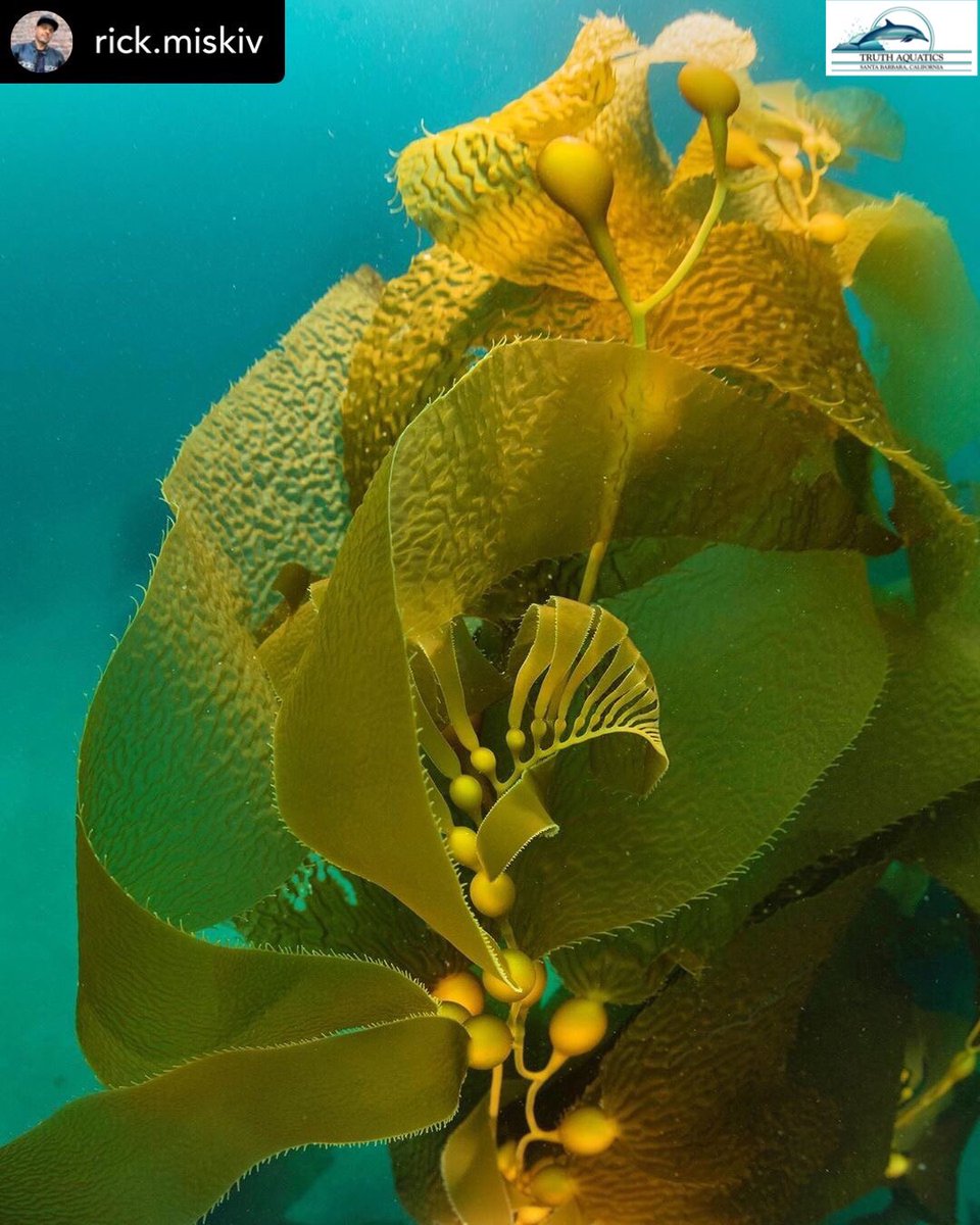 truthaquatics's tweet photo. Did you know that over 1,000 species of marine plants and animals can be found within the Channel Islands kelp forests? (https://t.co/bnfWDpzOGm) 
#marinealgae #kelpforest #channelislandsnationalpark #underwaterphotography

 @withrepost • @rick.miskiv Giant kelp, Channel Islands https://t.co/2pvC3KTq7S